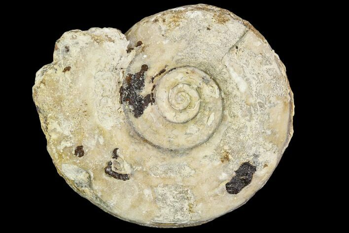 Fossil Ammonite (Hildoceras)- England #110805
